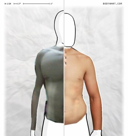 Torso Comparison