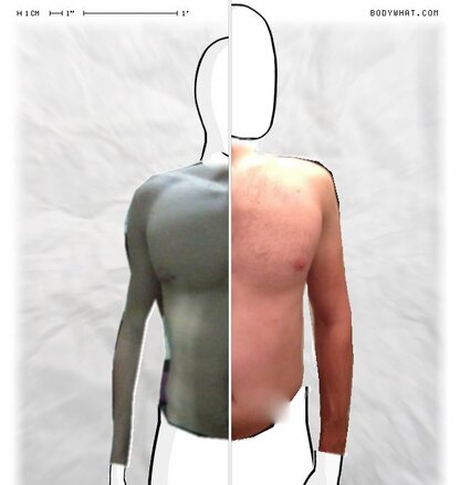 Torso Comparison