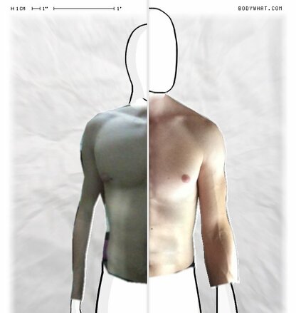 Torso Comparison