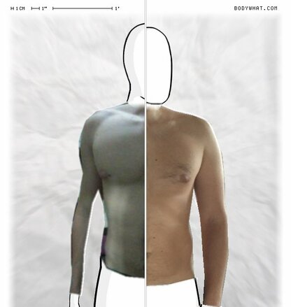 Torso Comparison