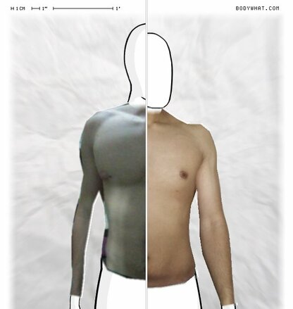 Torso Comparison