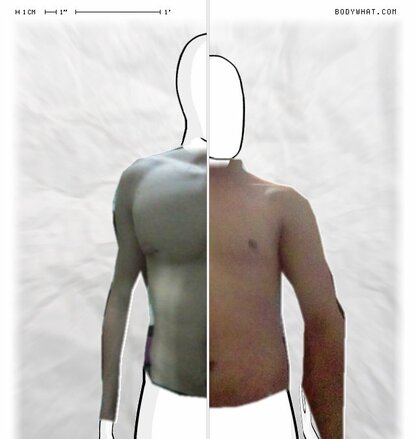 Torso Comparison
