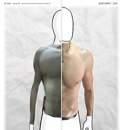 Torso Comparison