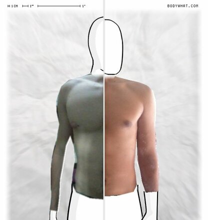 Torso Comparison