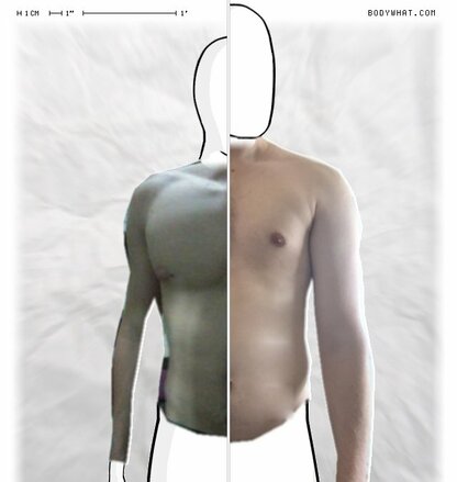 Torso Comparison