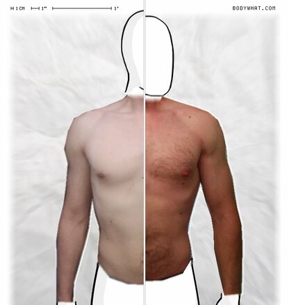 Torso Comparison