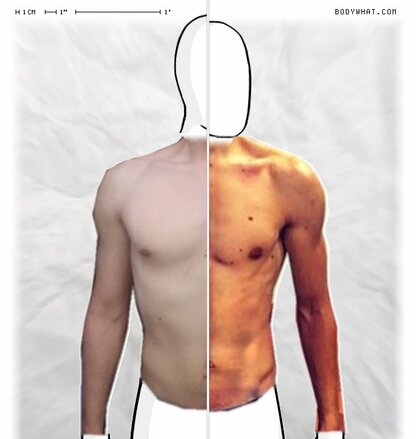 Torso Comparison