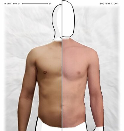 Torso Comparison