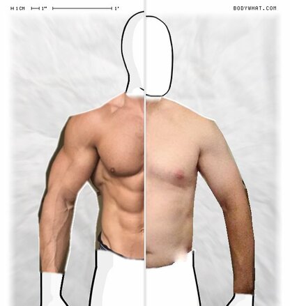 Torso Comparison
