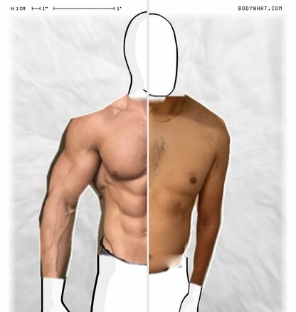 Torso Comparison