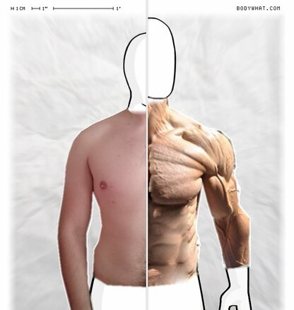 Torso Comparison