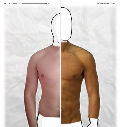 Torso Comparison