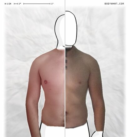 Torso Comparison