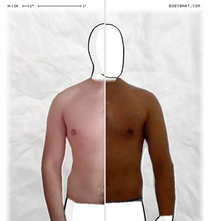 Torso Comparison