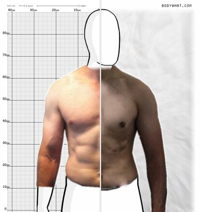 Torso Comparison