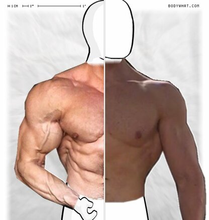 Torso Comparison