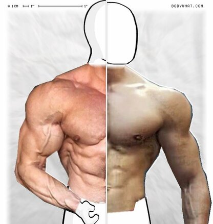 Torso Comparison