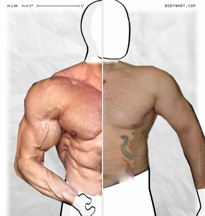 Torso Comparison