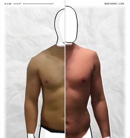 Torso Comparison