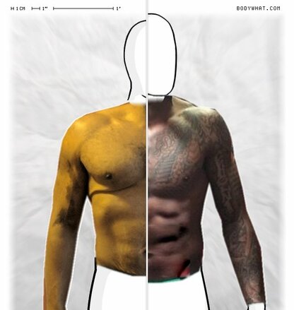 Torso Comparison