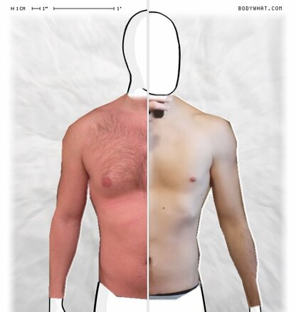 Torso Comparison