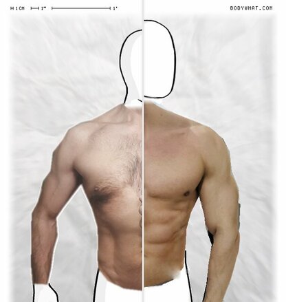 Torso Comparison