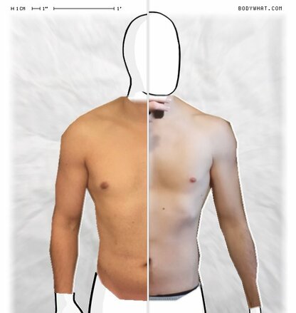 Torso Comparison