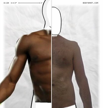 Torso Comparison