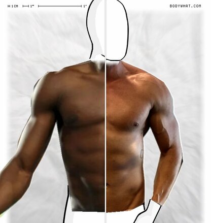 Torso Comparison