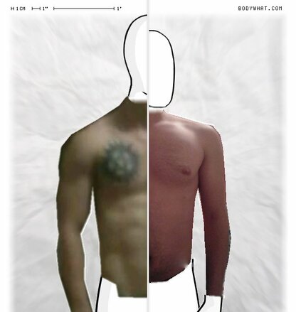 Torso Comparison