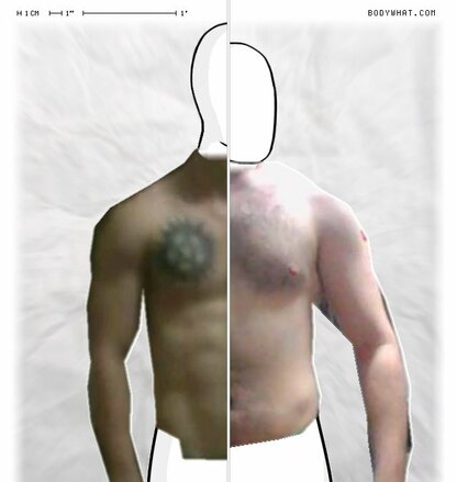 Torso Comparison