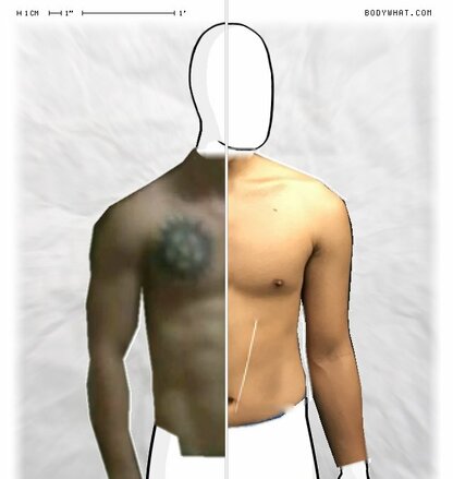 Torso Comparison