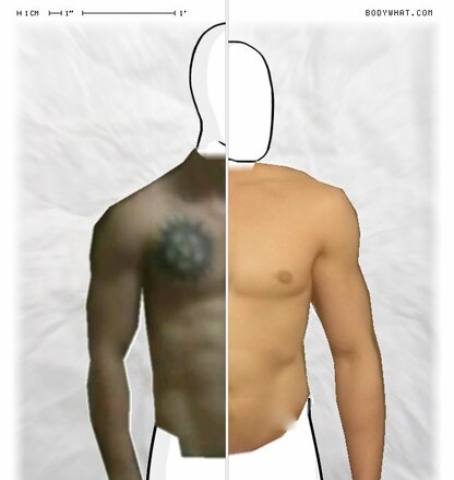Torso Comparison