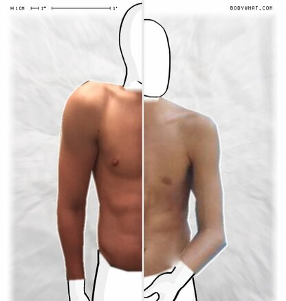 Torso Comparison