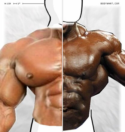 Torso Comparison