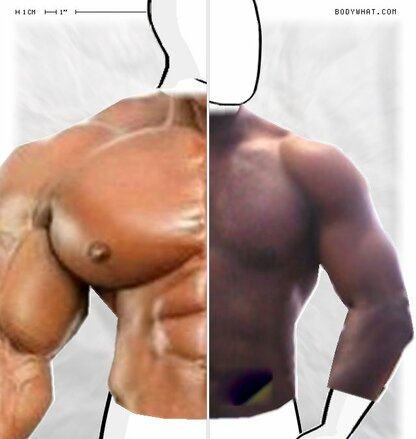 Torso Comparison