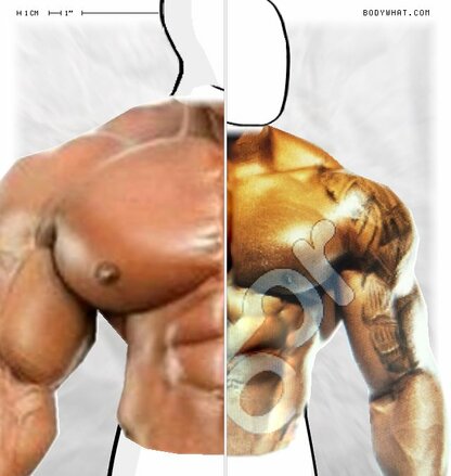 Torso Comparison