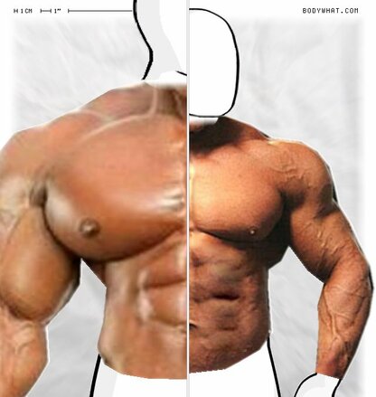 Torso Comparison