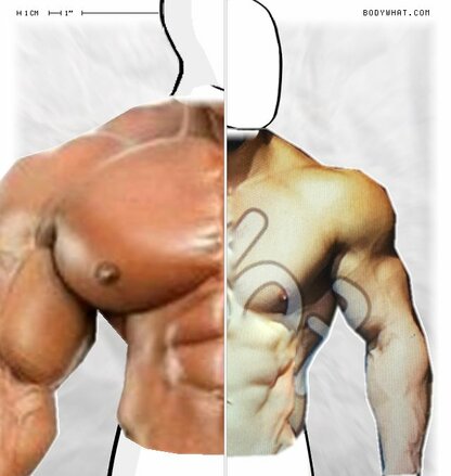 Torso Comparison