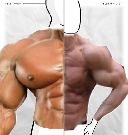 Torso Comparison