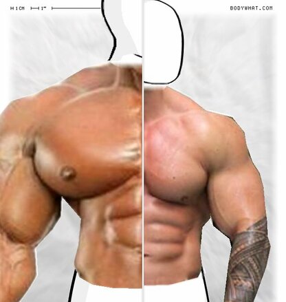 Torso Comparison