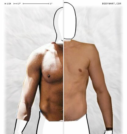 Torso Comparison