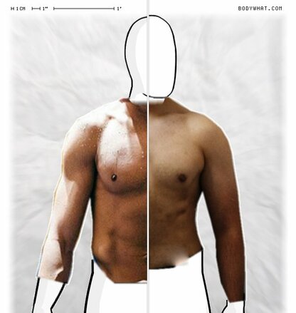 Torso Comparison