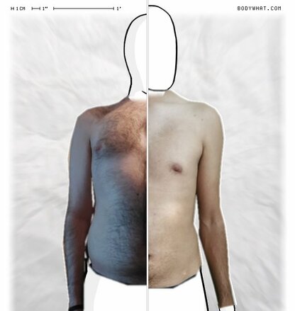 Torso Comparison