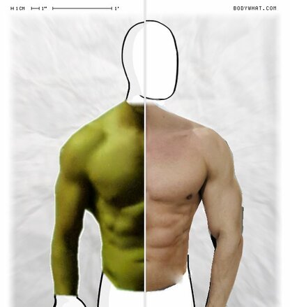 Torso Comparison