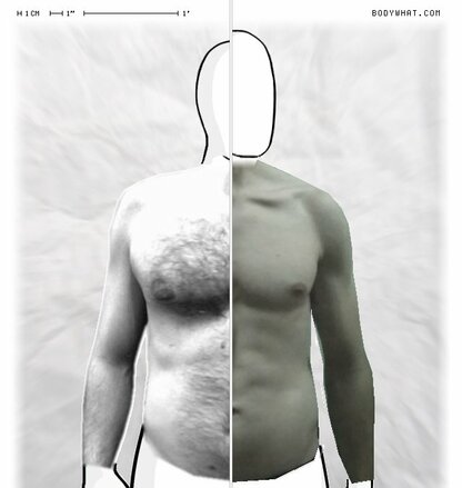 Torso Comparison