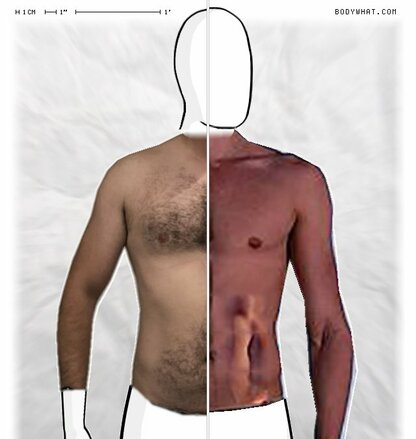 Torso Comparison