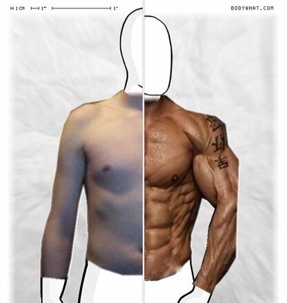 Torso Comparison