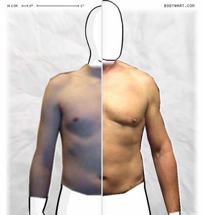 Torso Comparison