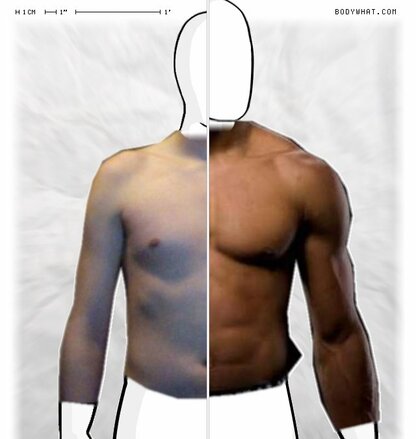 Torso Comparison
